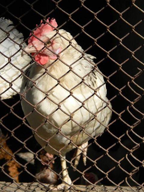 球隊清洗計 球隊清洗計